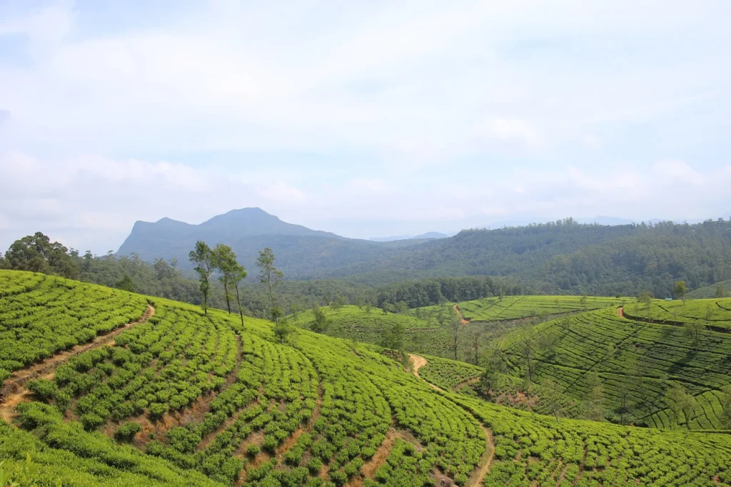 Tea plantations in Nuwara Eliya, Sri Lanka – Island Walkers