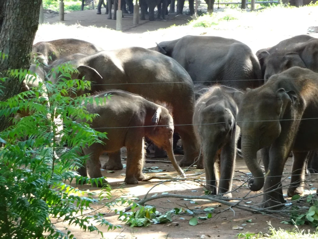 Young elephants at Udawalawe, Sri Lanka – Island Walkers