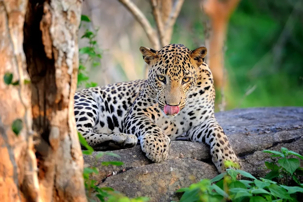 Leopard in Yala National Park, Sri Lanka – Island Walkers